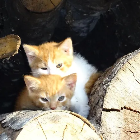 Linharterhof * Haus im Ennstal