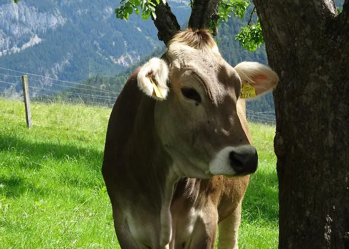 Linharterhof Farm stay *