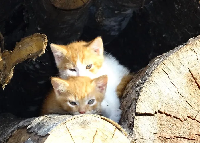 Linharterhof * Haus im Ennstal